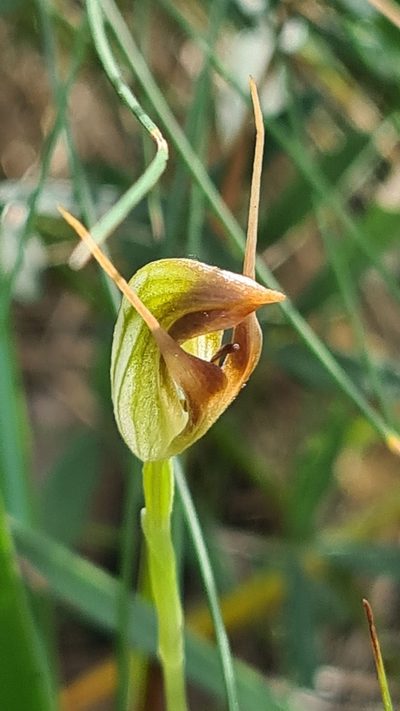 Pterostylis oblonga, photographed by Vale Jenny Conolly