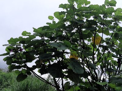Wercklea insignis, photographed by Arthur de Jesús Chavarría Pérez