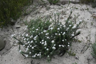 Metalasia capitata, photographed by Jacques van der Merwe