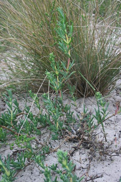 Ruschia tecta, photographed by Jacques van der Merwe