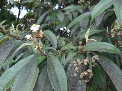 Miconia xalapensis, photographed by Arthur de Jesús Chavarría Pérez