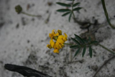 Rhynchosia ferulifolia, photographed by Jacques van der Merwe