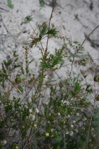 Adenogramma rigida, photographed by Jacques van der Merwe