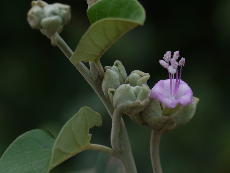 Argyreia osyrensis, photographed by Dinesh Valke