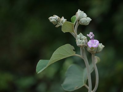 Argyreia osyrensis, photographed by Dinesh Valke