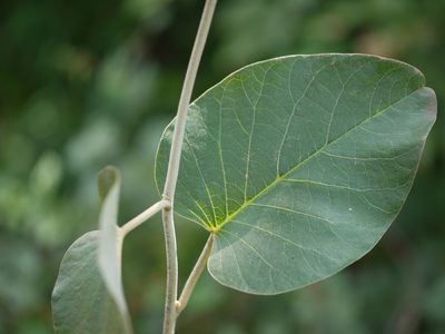 Argyreia osyrensis, photographed by Dinesh Valke