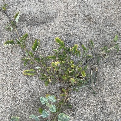 Proboscidea althaeifolia, photographed by Bill Levine