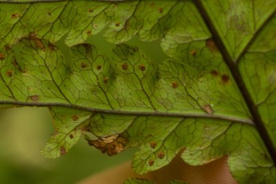 Tectaria gaudichaudii, photographed by Kevin Faccenda