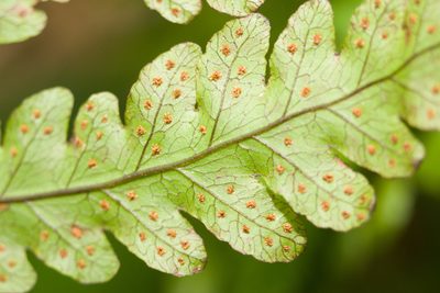 Tectaria gaudichaudii, photographed by Kevin Faccenda