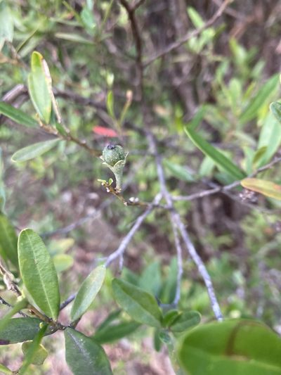 Beyeria viscosa, photographed by krumpianking