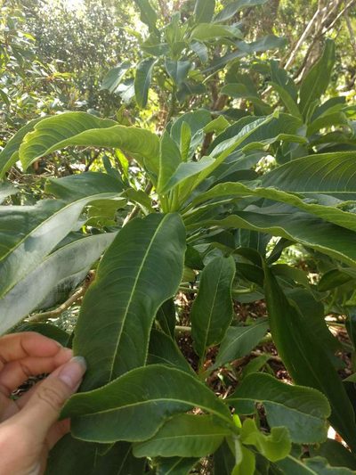 Clermontia kakeana, photographed by Kevin Faccenda