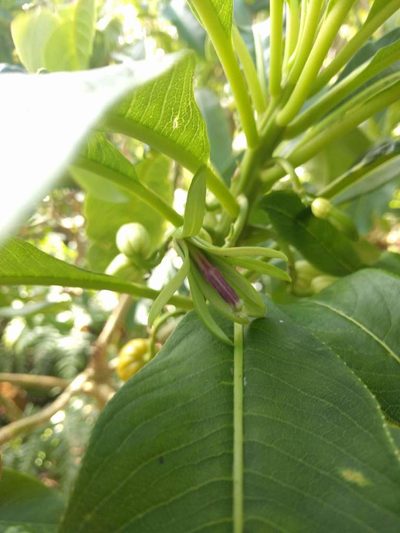 Clermontia kakeana, photographed by Kevin Faccenda