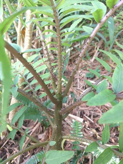 Cyanea grimesiana, photographed by Kevin Faccenda