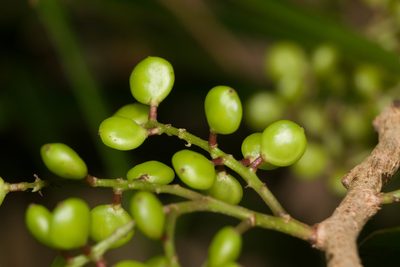 Antidesma platyphyllum, photographed by Kevin Faccenda