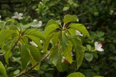Touchardia sandwicensis, photographed by Kevin Faccenda