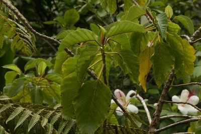 Touchardia sandwicensis, photographed by Kevin Faccenda