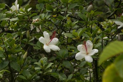 Hibiscus arnottianus, photographed by Kevin Faccenda