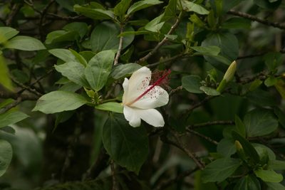 Hibiscus arnottianus, photographed by Kevin Faccenda