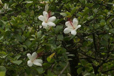Hibiscus arnottianus, photographed by Kevin Faccenda