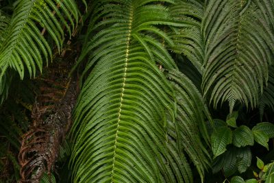 Sadleria cyatheoides, photographed by Kevin Faccenda