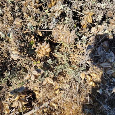 Astragalus nuttallii, photographed by Dan Horowitz