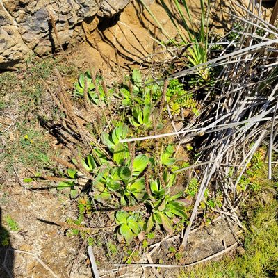Plantago subnuda, photographed by Dan Horowitz