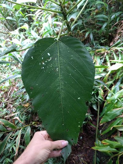 Touchardia latifolia, photographed by Kevin Faccenda