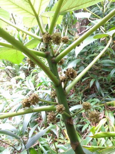 Touchardia latifolia, photographed by Kevin Faccenda