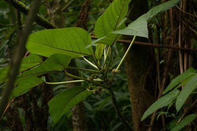 Touchardia latifolia, photographed by Kevin Faccenda