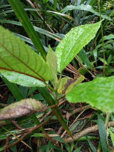 Boehmeria grandis, photographed by Kevin Faccenda