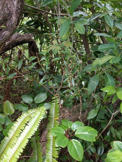 Metrosideros tremuloides, photographed by Kevin Faccenda