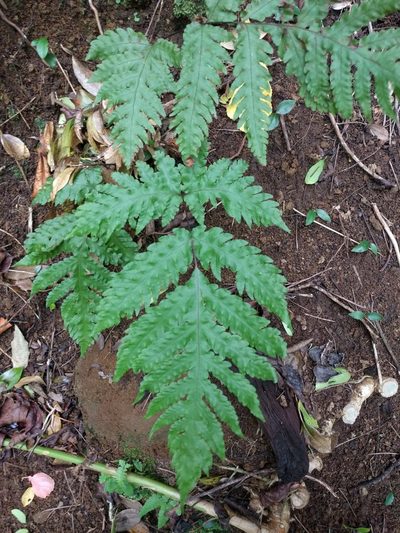 Tectaria gaudichaudii, photographed by Kevin Faccenda