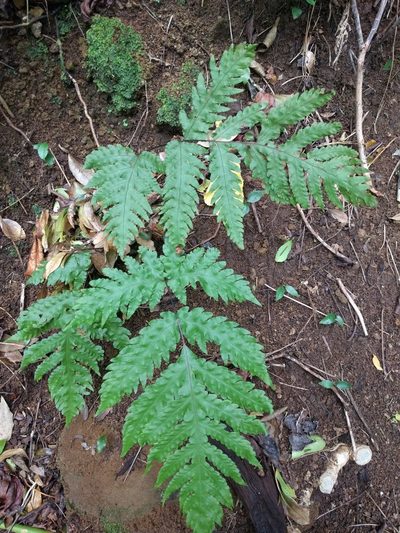 Tectaria gaudichaudii, photographed by Kevin Faccenda