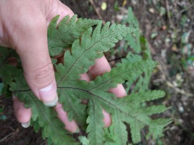 Tectaria gaudichaudii, photographed by Kevin Faccenda
