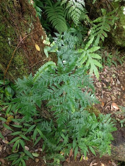 Davallia fejeensis, photographed by Kevin Faccenda