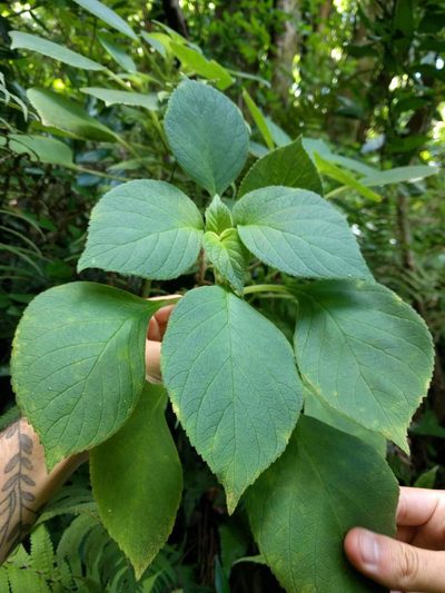Cyrtandra sandwicensis, photographed by Kevin Faccenda