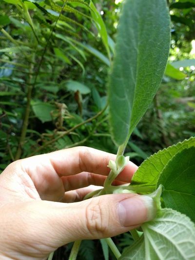 Cyrtandra sandwicensis, photographed by Kevin Faccenda