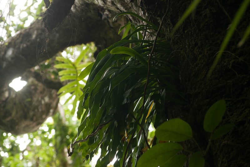 Ophioderma falcatum, photographed by Kevin Faccenda