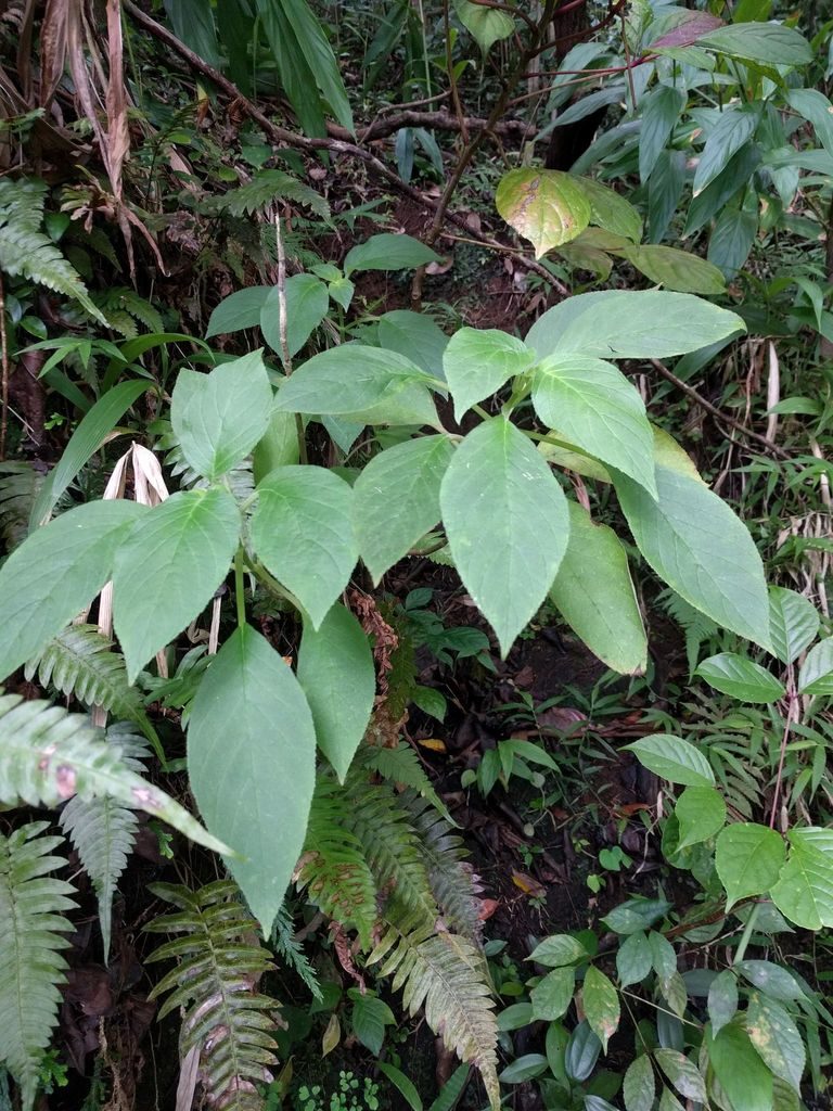 Cyrtandra sandwicensis, photographed by Kevin Faccenda