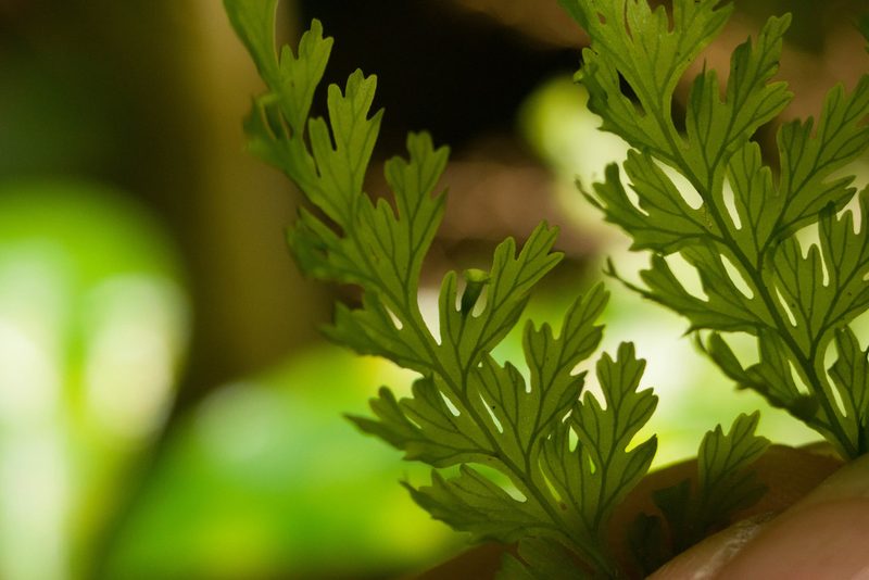 Vandenboschia davallioides, photographed by Kevin Faccenda