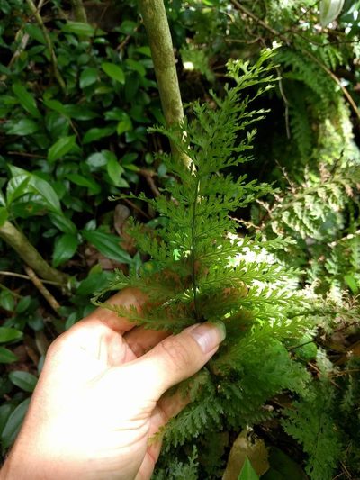 Vandenboschia davallioides, photographed by Kevin Faccenda