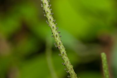 Peperomia membranacea, photographed by Kevin Faccenda