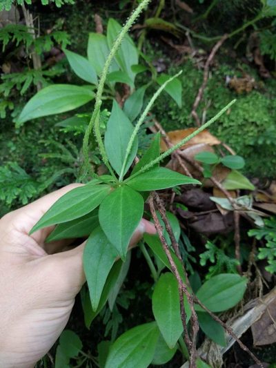 Peperomia membranacea, photographed by Kevin Faccenda