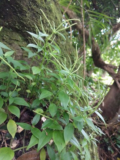 Peperomia membranacea, photographed by Kevin Faccenda