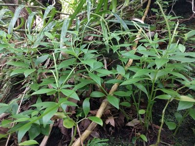 Peperomia membranacea, photographed by Kevin Faccenda