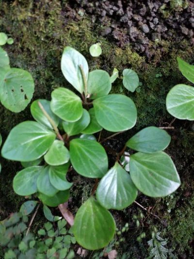 Peperomia latifolia, photographed by Kevin Faccenda