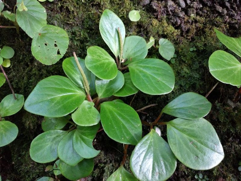 Peperomia latifolia, photographed by Kevin Faccenda