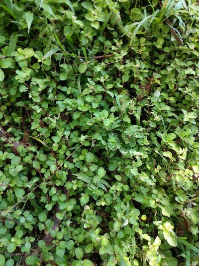 Pilea nummulariifolia, photographed by Kevin Faccenda