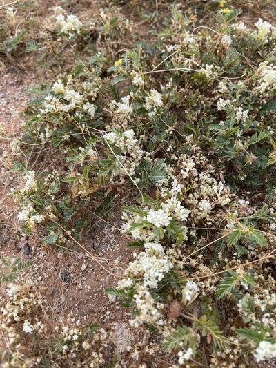 Cuscuta umbellata, photographed by CK2AZ
