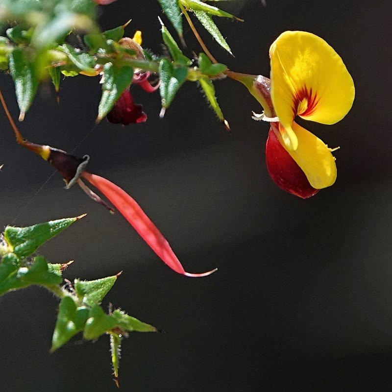 Bossiaea cordifolia, photographed by Max Campbell